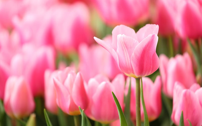 Pink tulips, background with tulips, pink flowers, spring flowers ...