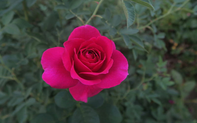 Rosa, carmesí, macro, flor, Fondo de pantalla HD | Peakpx