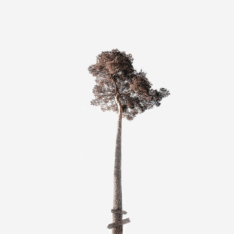 tree, sky, minimalism, trunk, crown, tall, HD phone wallpaper