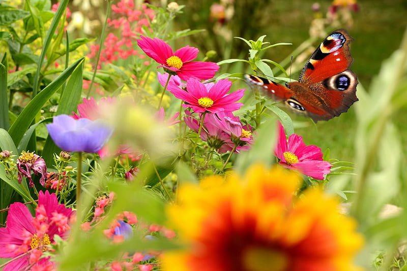 Peacock butterfly, spring, butterfly, peacock, garden, flowers, bonito, HD wallpaper