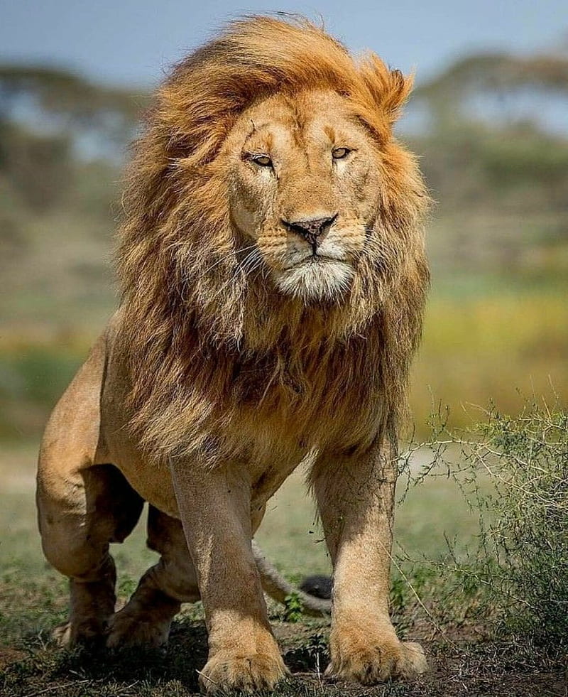 lion, king, leon, wild, HD phone wallpaper