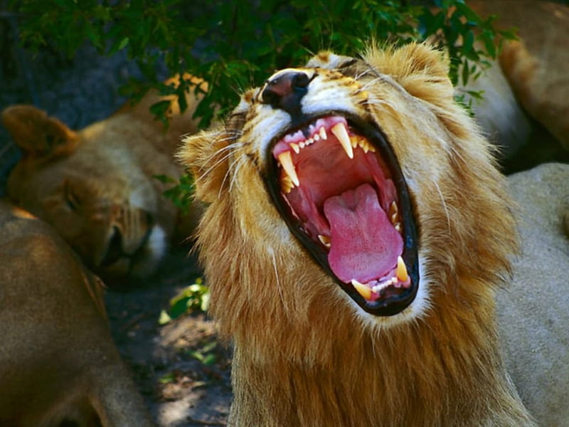 big mouth, big, cats, lion, angry, HD wallpaper