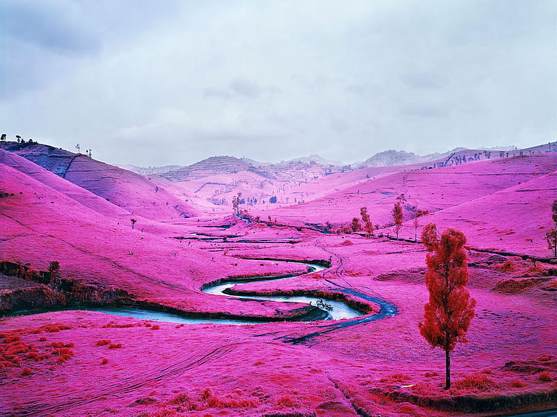 Pink Field Democratic Republic Of The Congo, pink, field, nature, HD wallpaper