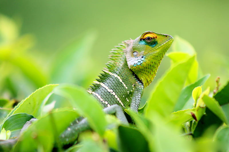 chameleon, lizard, leaves, green, HD wallpaper