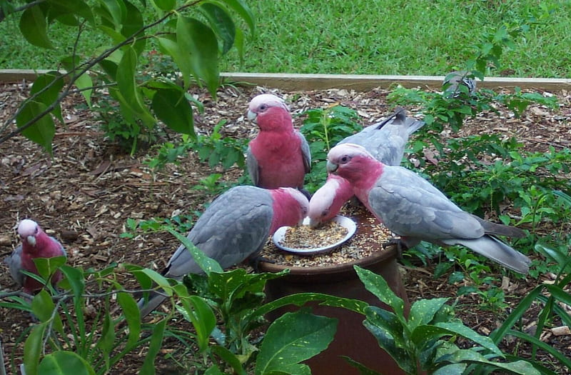 Hungry Galahs, bird feeder, galahs eating, australia, garden, parrots, HD wallpaper