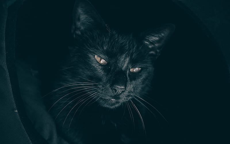 Bombay Cat pets, black cat, darkness, domestic cat, cats, Bombay, HD wallpaper