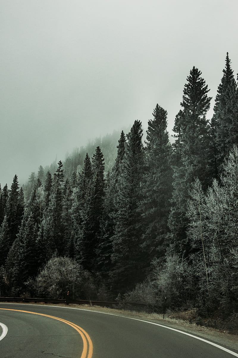 forest, trees, road, turn, fog, nature, HD phone wallpaper