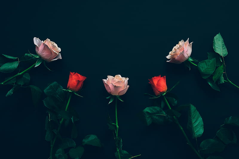 top view of two red and three pink roses on black surface, HD wallpaper