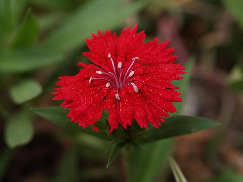 Red Dianthus, red, flower, bonito, dianthus, HD wallpaper