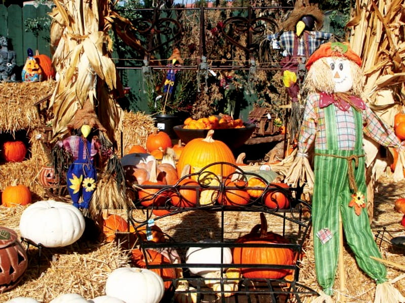 Pumpkins Patch, Scarecrow, Orange, Patch, Pumpkins, HD wallpaper