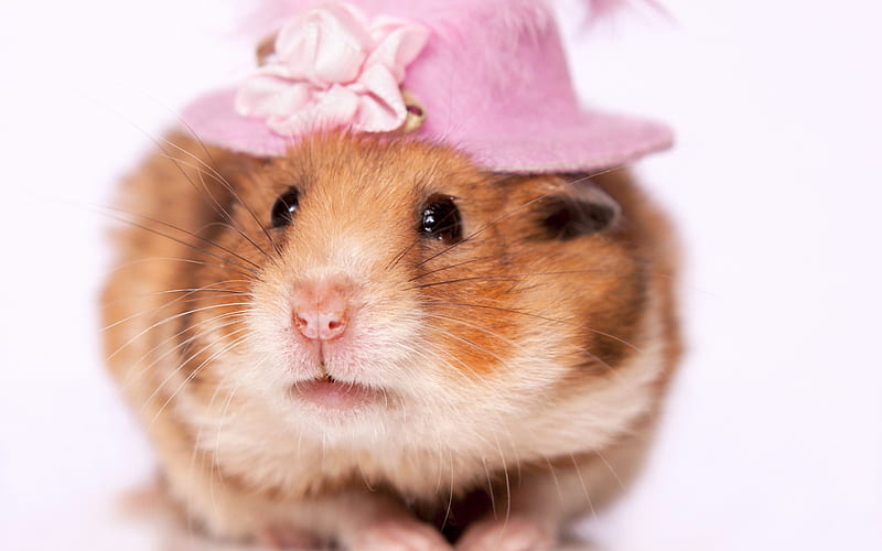 hamster, rodents, cute animals, hamsters, HD wallpaper