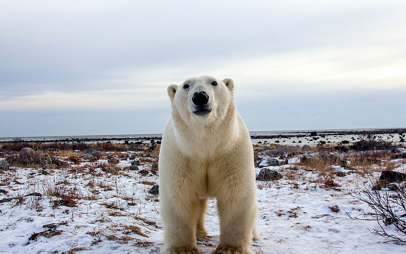 polar bear face eyes-Animal, HD wallpaper