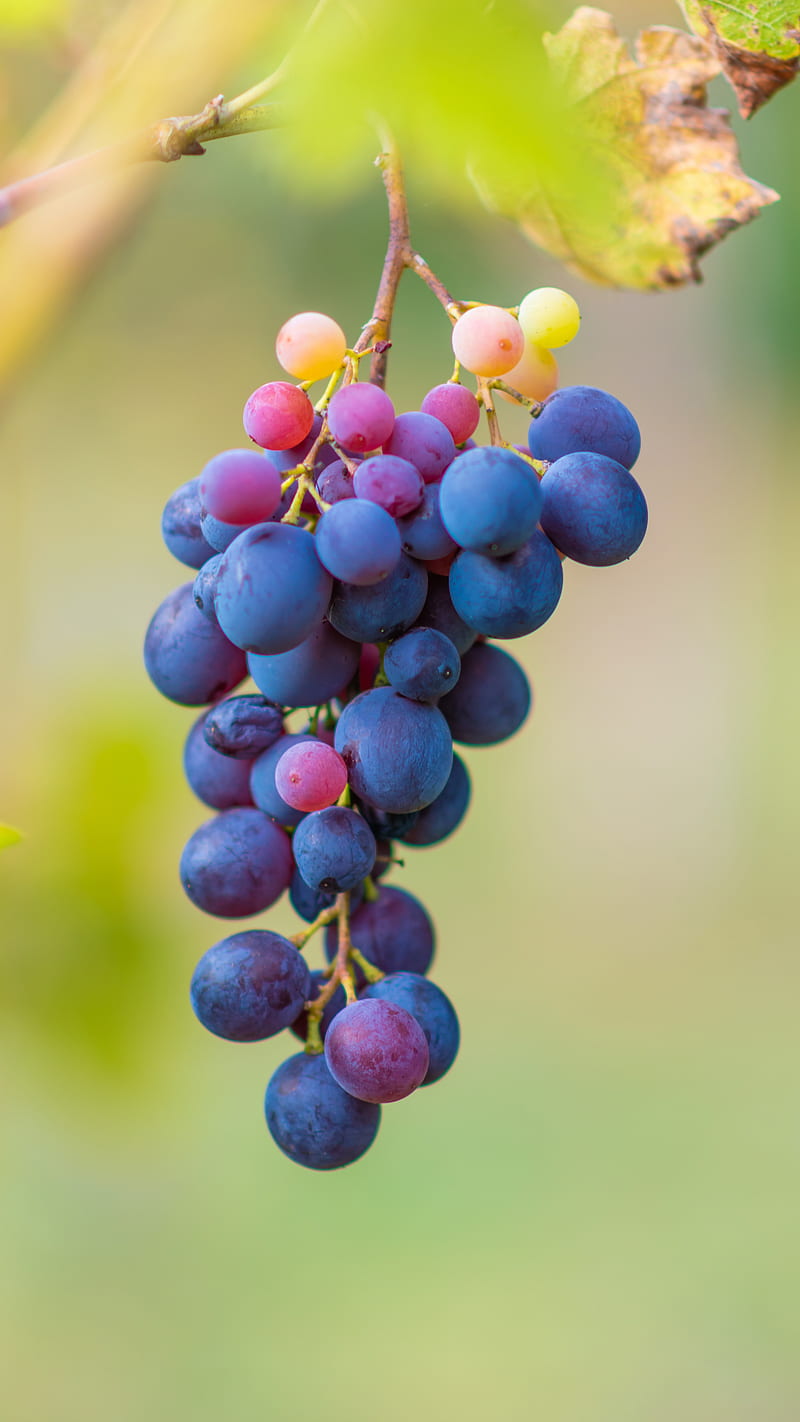 Grape on branch, blue, drink, eat, food, fruit, grape, grapes, juice,  nature, HD phone wallpaper | Peakpx