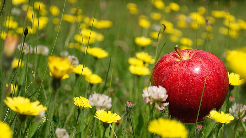 *** Apple on the meadow ***, apple, red, flowers, yellow, nature, HD wallpaper
