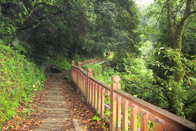 Mountain trail, mountain, fallen leaves, lush, trail, wooden railings, HD wallpaper