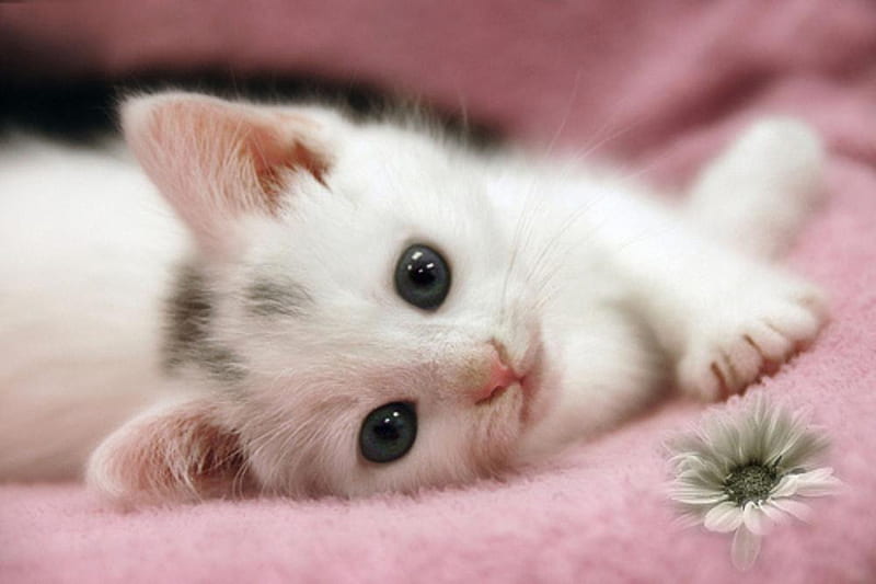 Cute Kitten, kitty, adorable, cat, cute, flower, kitten, white, pink, daisy, HD wallpaper
