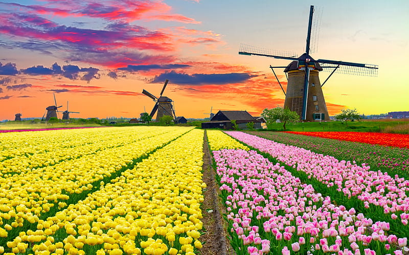 Dutch windmill over tulips field, dutch, bonito, spring, tulips, clouds, sky, colorful, sunset, Netherland, Holland, field, HD wallpaper