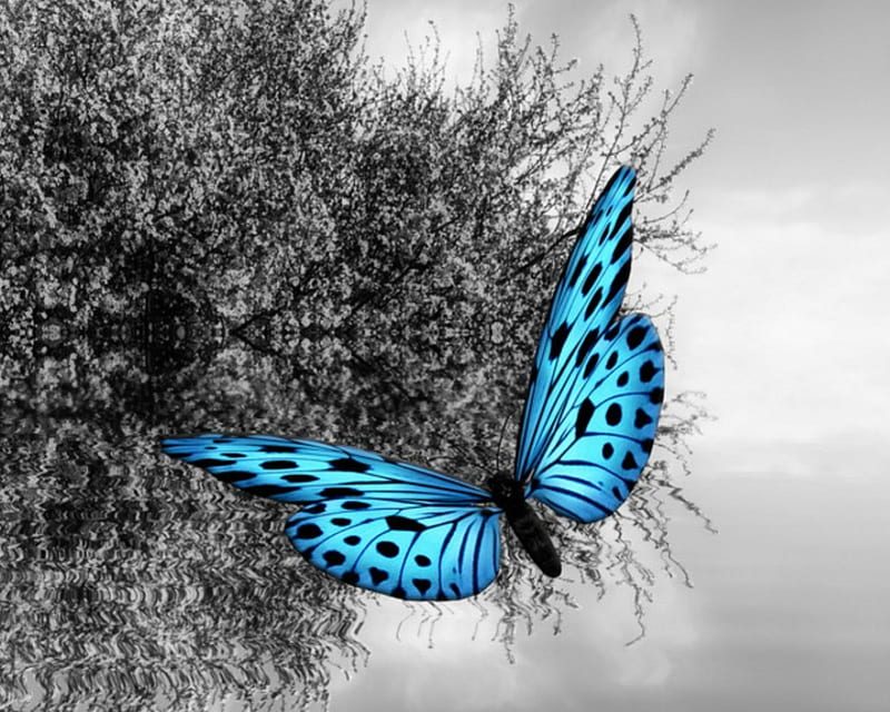 Blue Butterfly, Nature, Butterfly, Blue, Dark, Hd Wallpaper 