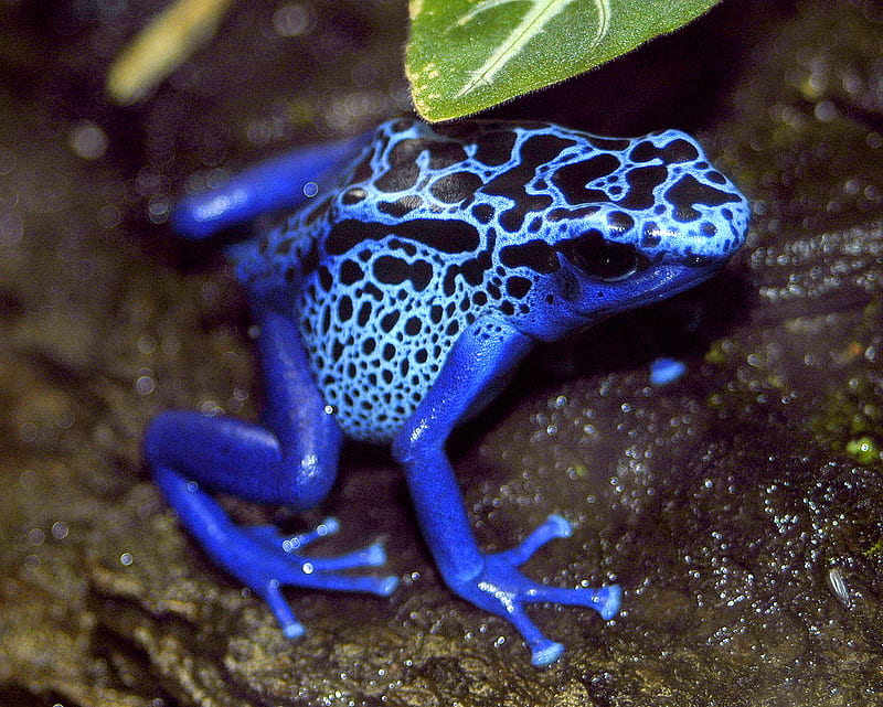 Blue Poison Arrow Frog, frog, blue frog, blue poison frog, poison arrow, HD wallpaper