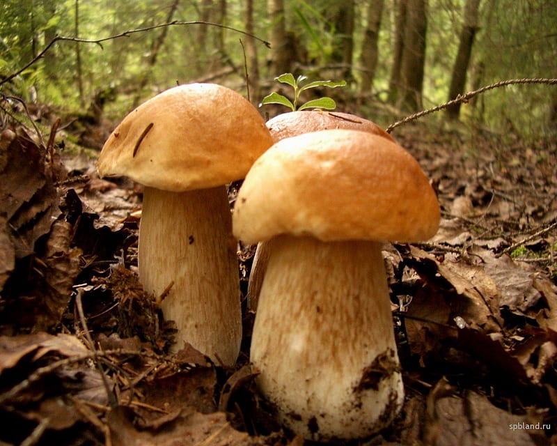 boletus mushroom, autumn, forest undergrowth, green, trees, HD wallpaper