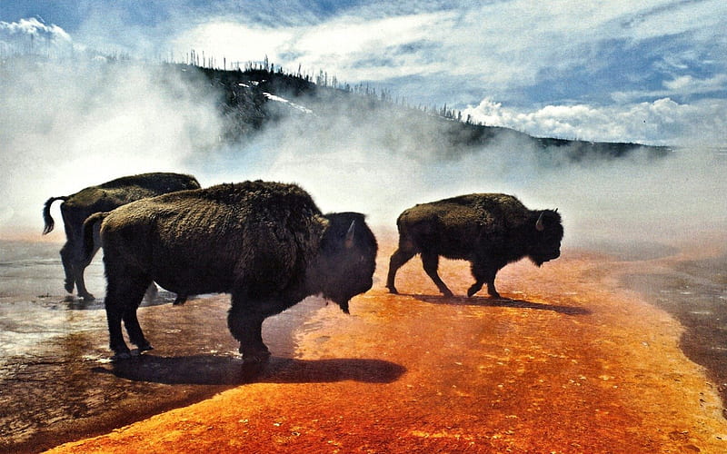 Buffalo in Yellowstone National Park 2, USA, bison, National Park, buffalo, graphy, Wyoming, wide screen, Yellowstone, scenery, HD wallpaper