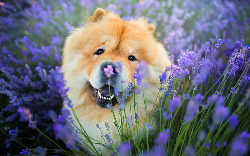 chow-chow, sweet fluffy brown dog, cute animals, purple wild flowers, dogs, lavender field, HD wallpaper