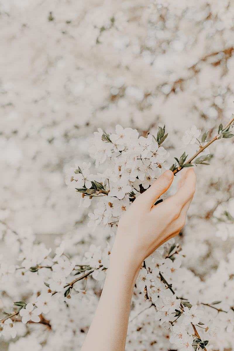 hand, branch, flowers, sakura, spring, tenderness, HD phone wallpaper