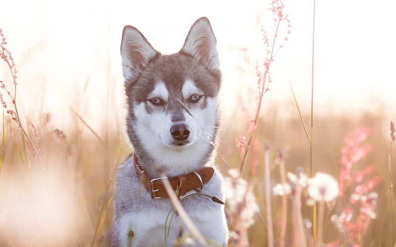 Siberian Husky, young dog, evening, sunset, field, cute animals, dogs, husky, HD wallpaper
