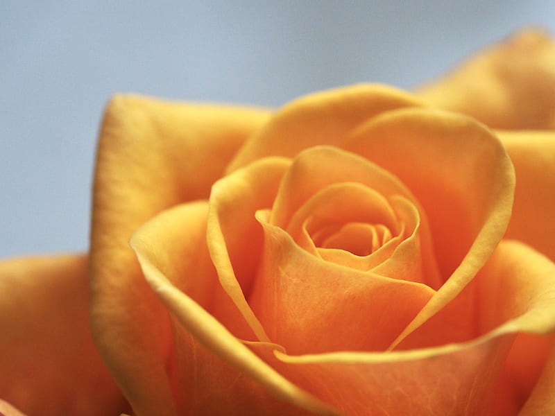 Close Up of Yellow-Orange Rose, HD wallpaper