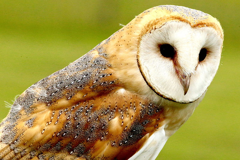 brown owl during daytime, HD wallpaper