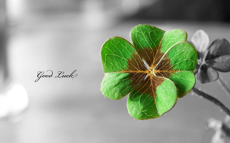 good luck, four-leaf clover, texture, HD wallpaper