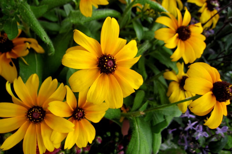 Coreopsis, bright, golden yellow, annual herb, HD wallpaper