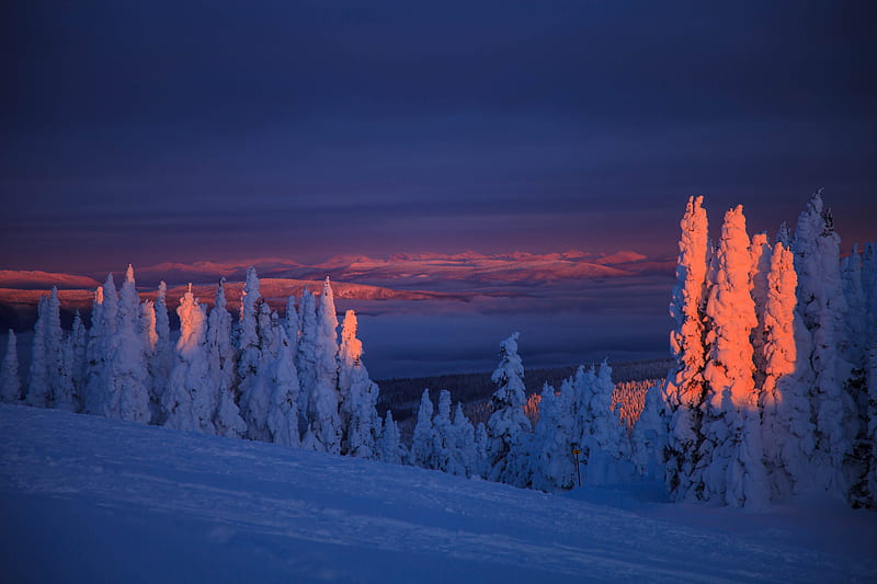 Trees, snow, landscape, twilight, winter, snowy, HD wallpaper | Peakpx