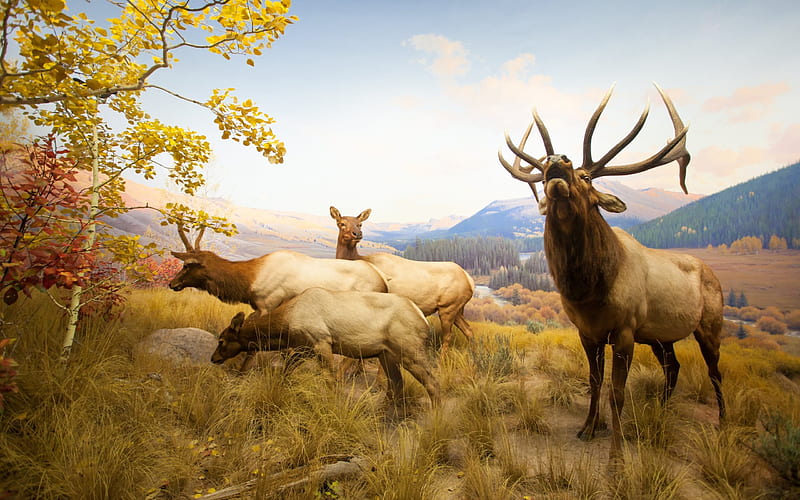 deer, forest, wildlife, antlers, USA, HD wallpaper