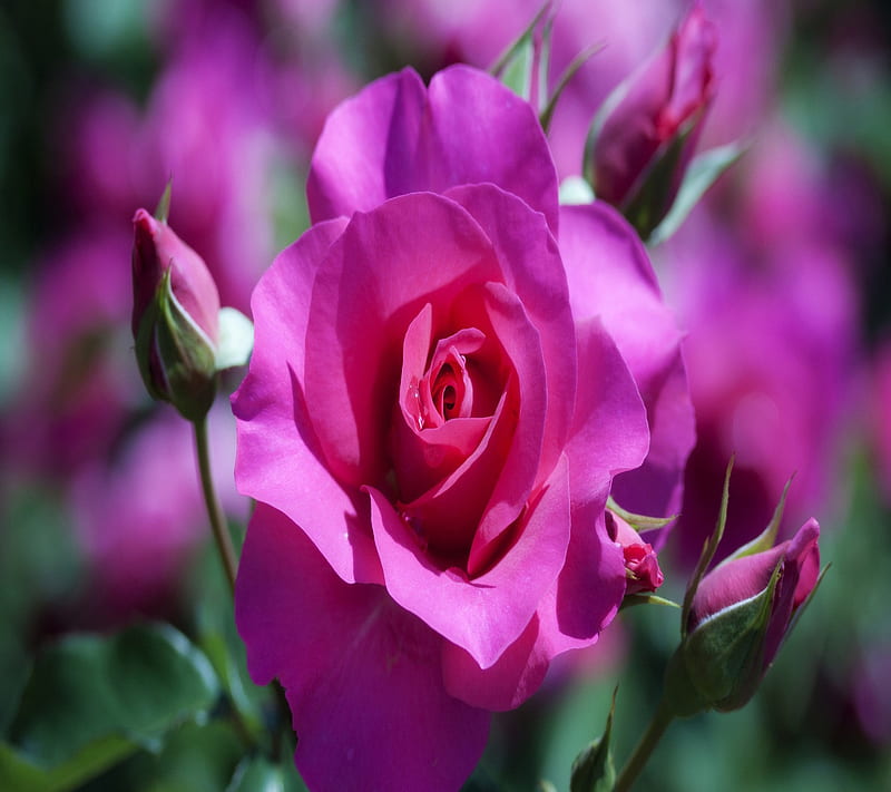 Roses, flowers, nature, pink, purple, HD wallpaper | Peakpx