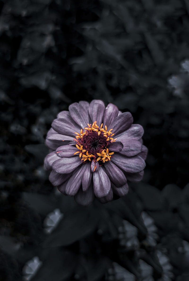 DARK NATURE, alam, black, bunga, flower, macro, minimalis, HD phone wallpaper