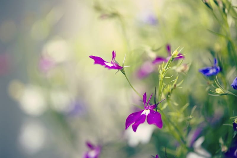 Flowers, purple, nature, bonito, blue, HD wallpaper | Peakpx