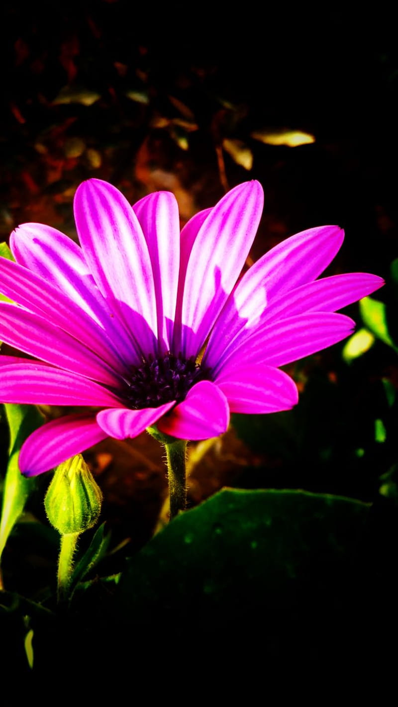 Flores, flor, natural, naturaleza, rosa, rosas, temas, Fondo de pantalla de  teléfono HD | Peakpx