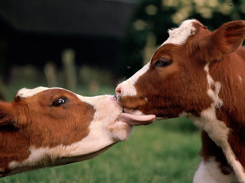 Good morning kiss, Cute, Love, Calw, Cow, Kiss, Animals, HD wallpaper |  Peakpx