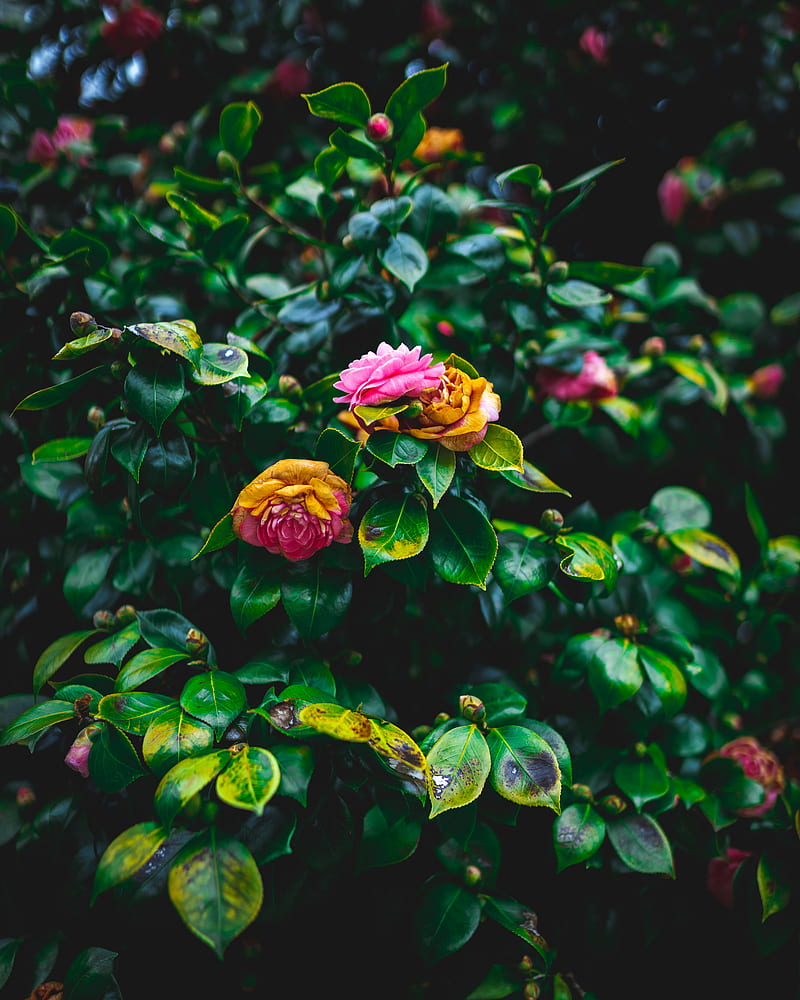 bush, flowers, pink, green, bloom, garden, HD phone wallpaper