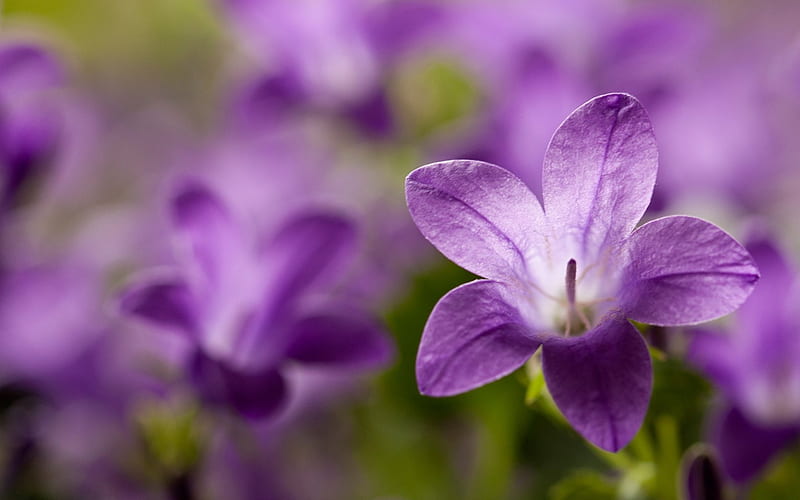 Campanula Flower, flowers, graphy, purple, abstract, HD wallpaper