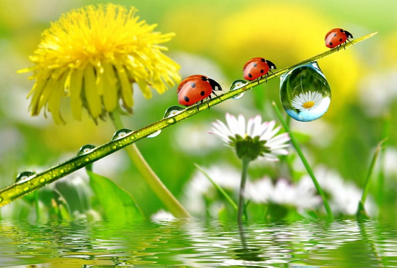 Spring background, pretty, wet, grass, background, bonito, camomile, nice, reflection, ladybirds, lovely, drop, spring, daisies, saisies, flower, nature, meadow, HD wallpaper