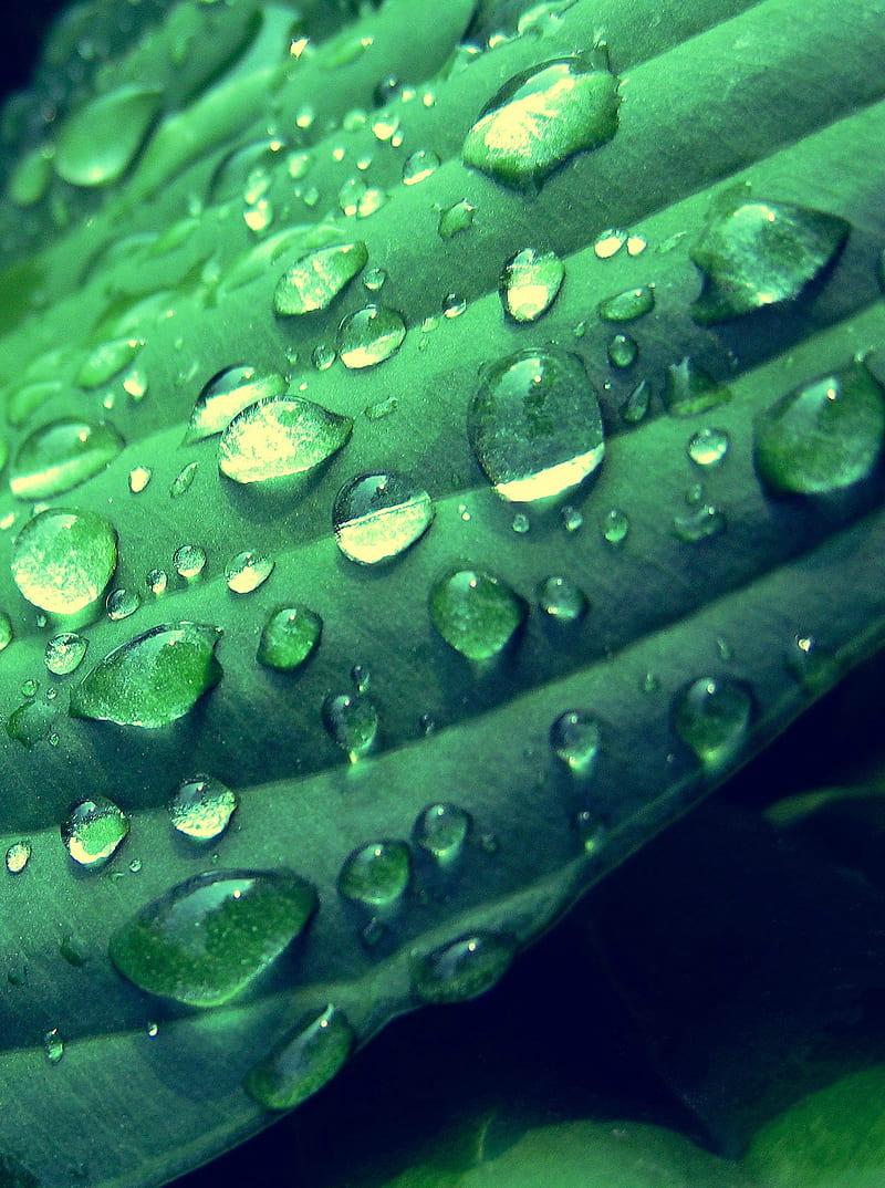 dew drops, cool, droplets, green, nature, rain drops, HD phone wallpaper