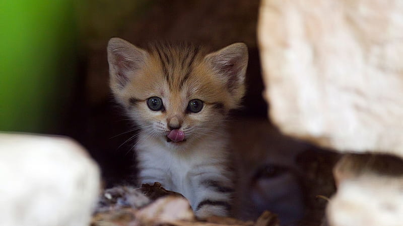 Sweet Little Kitty, little, kitty, place, tongue, licking, sweet, hiding, stone, kitten, HD wallpaper