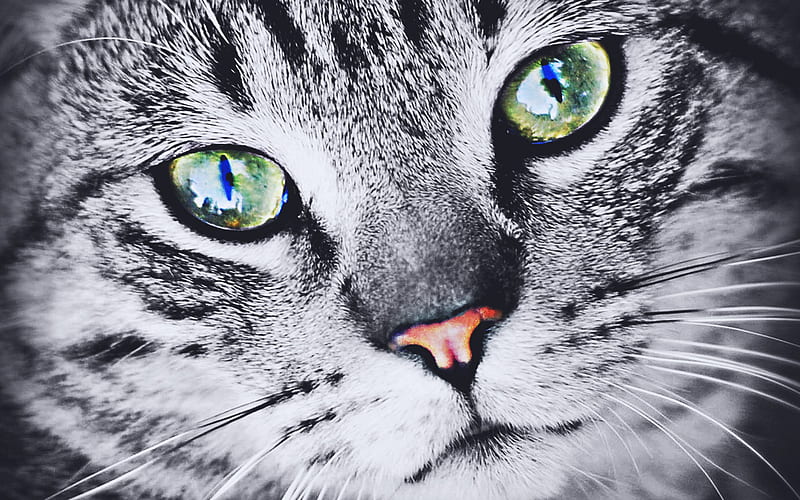 British Shorthair, close-up, gray cat, macro, cat with green eyes, cute animals, bokeh, pets, cats, domestic cat, British Shorthair Cat, HD wallpaper