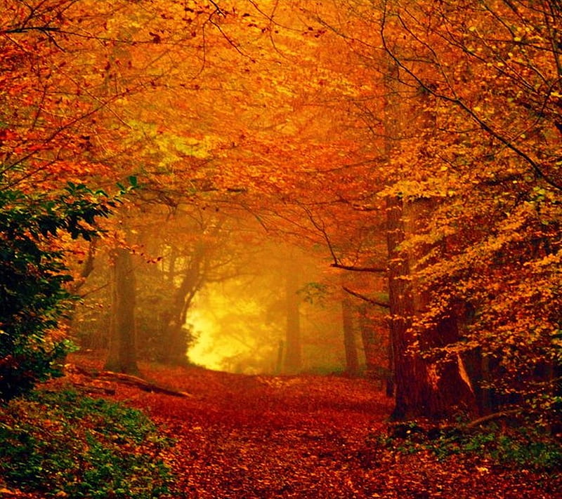 autumn, leaves, nature, shine, HD wallpaper
