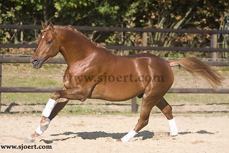 The Horse Amor, stallion, warmblood, dutch, horses, HD wallpaper