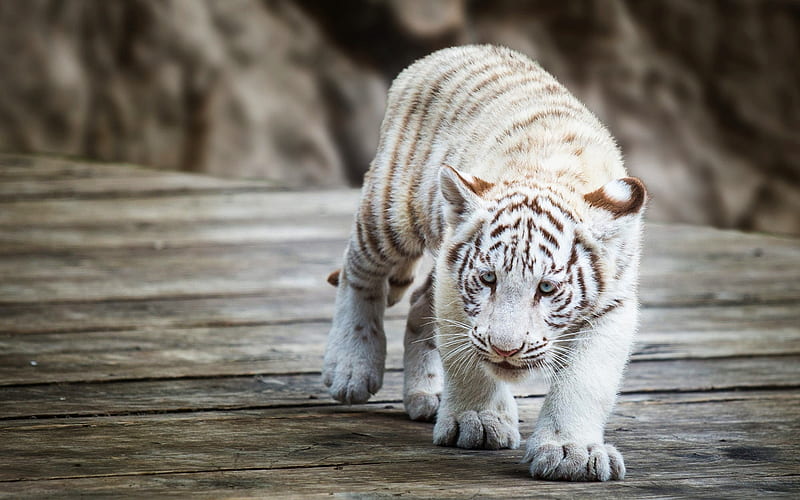 white tiger cub, small tiger, predator, dangerous animals, tigers, HD wallpaper