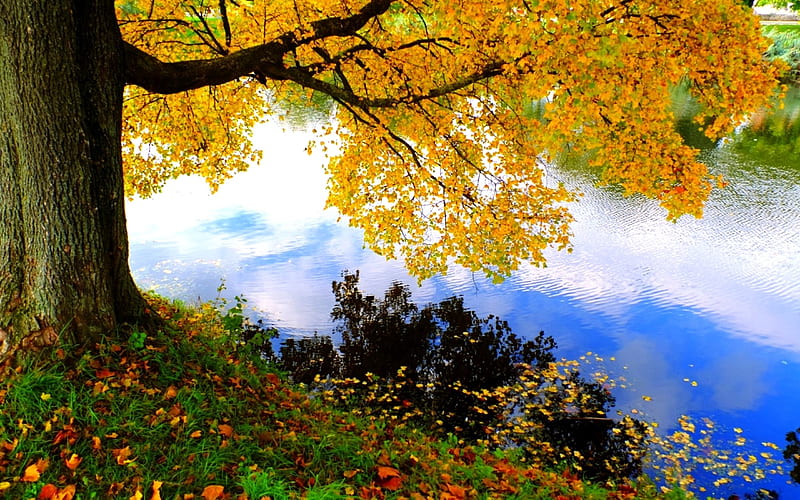 Autumn Tree by the Lake, Tree, nature, Autumn, lake, HD wallpaper | Peakpx