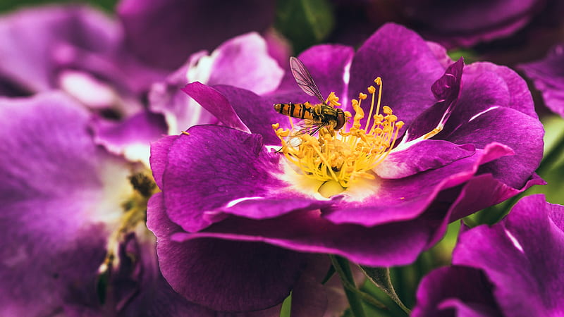 Hoverfly, pretty, flower, insect, HD wallpaper